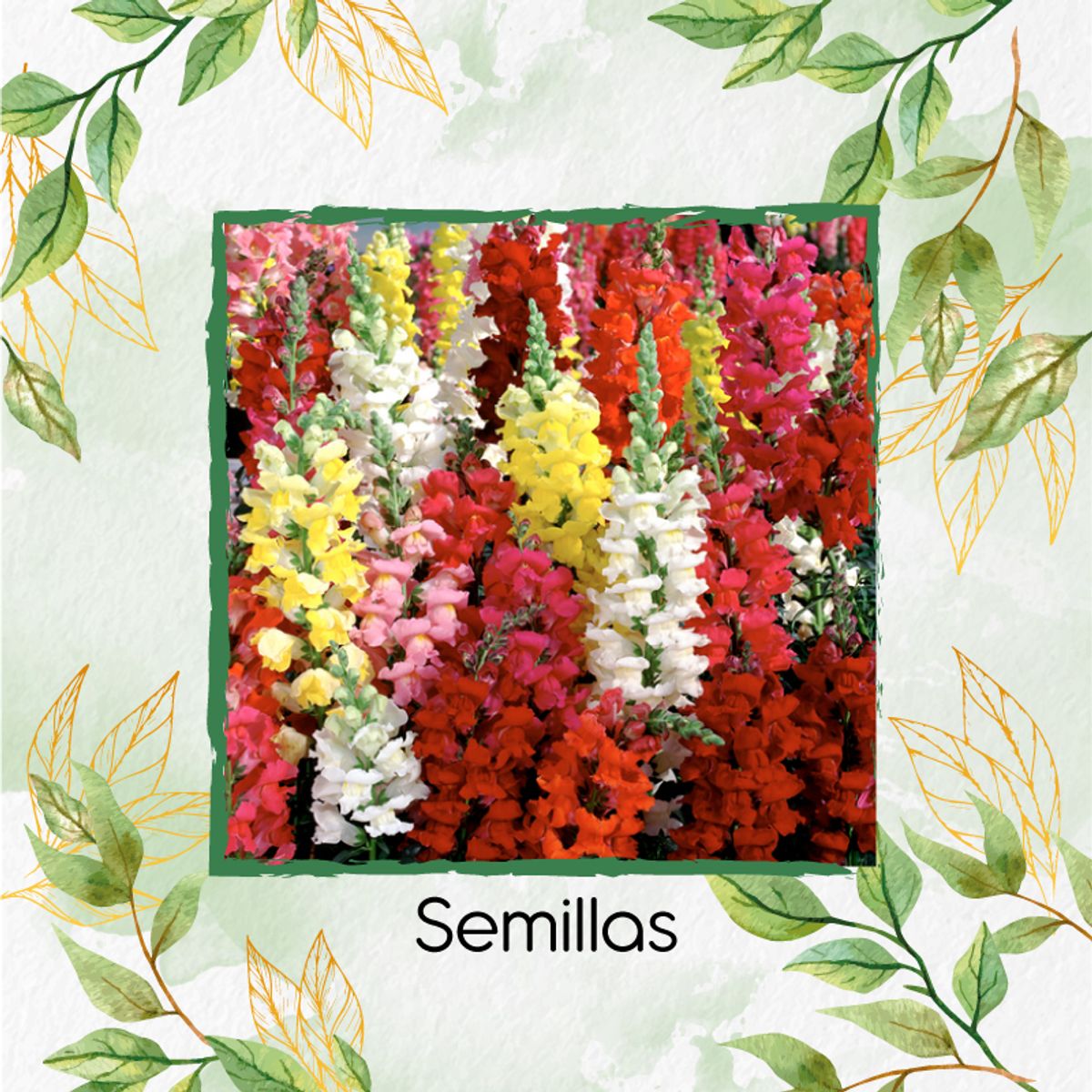 GENERICO - 3.200 Semillas Orgánicas De Flor Boca De Dragón