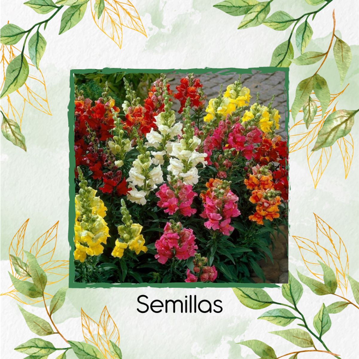 GENERICO - 3.200 Semillas Orgánicas De Flor Boca De Dragón