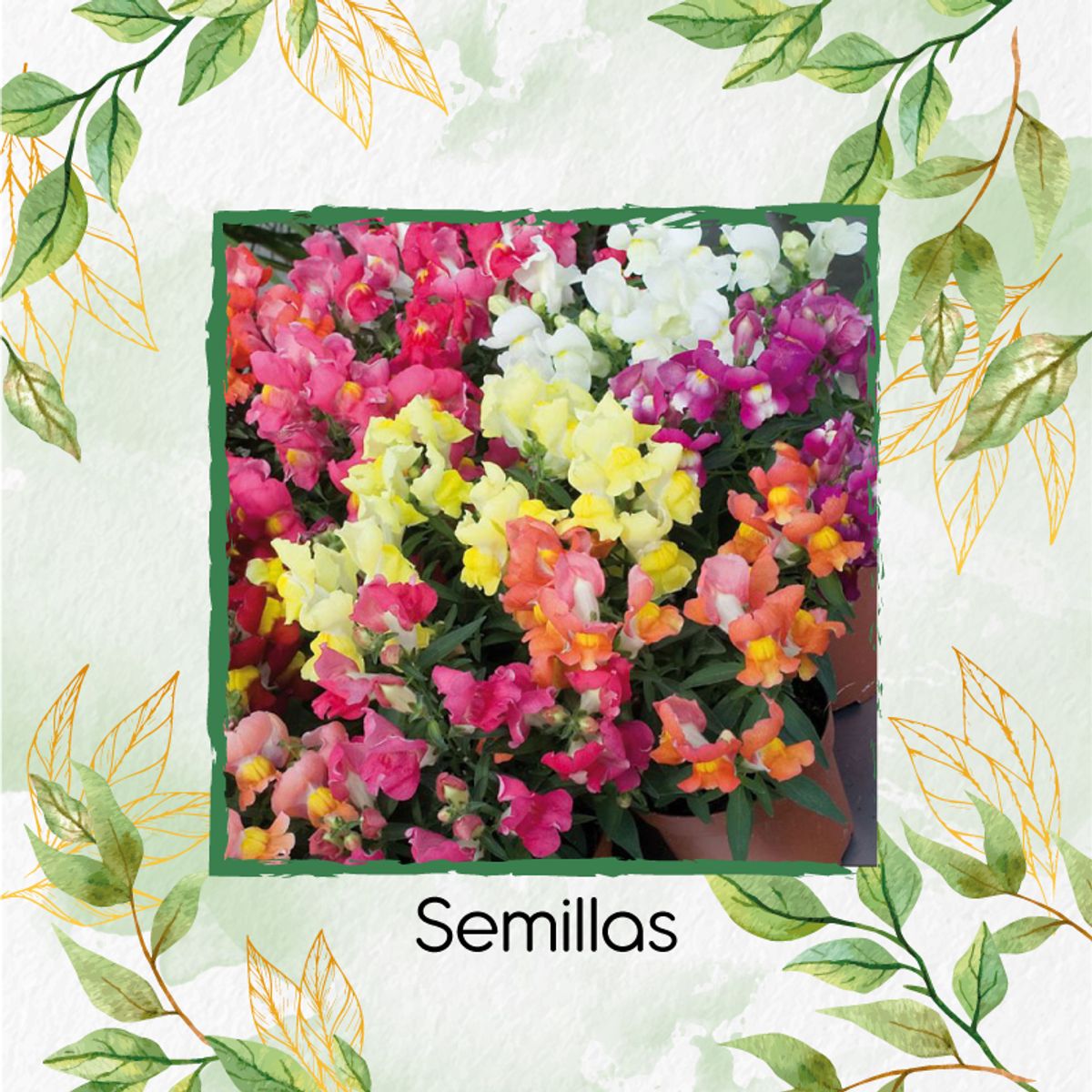GENERICO - 2.000 Semillas Orgánicas De Flor Boca Dragon Pulgarcita