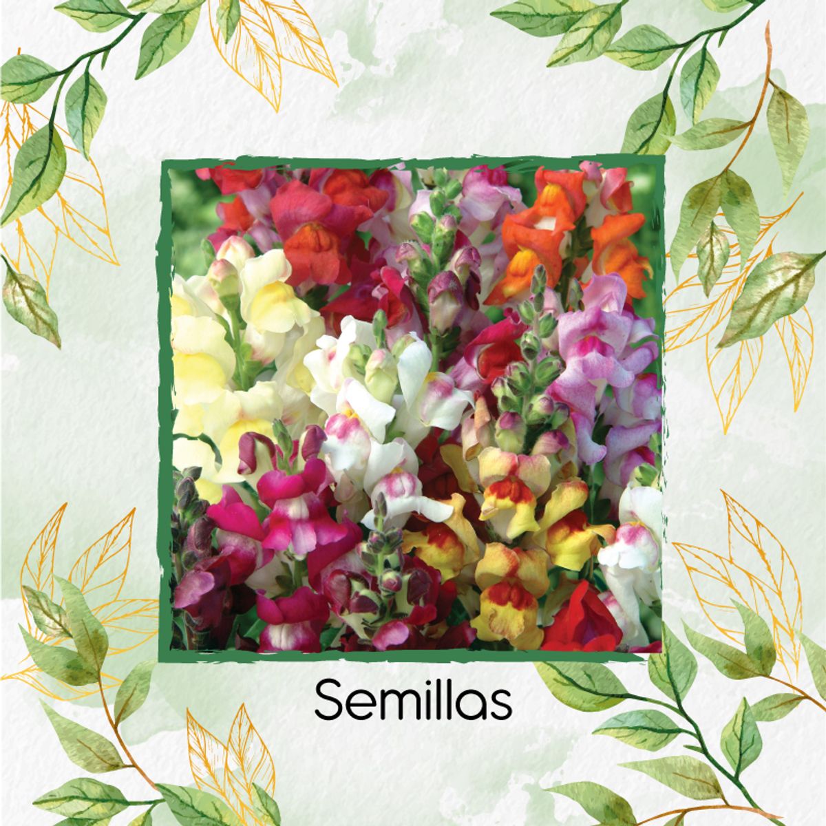 GENERICO - 2.000 Semillas Orgánicas De Flor Boca Dragon Pulgarcita