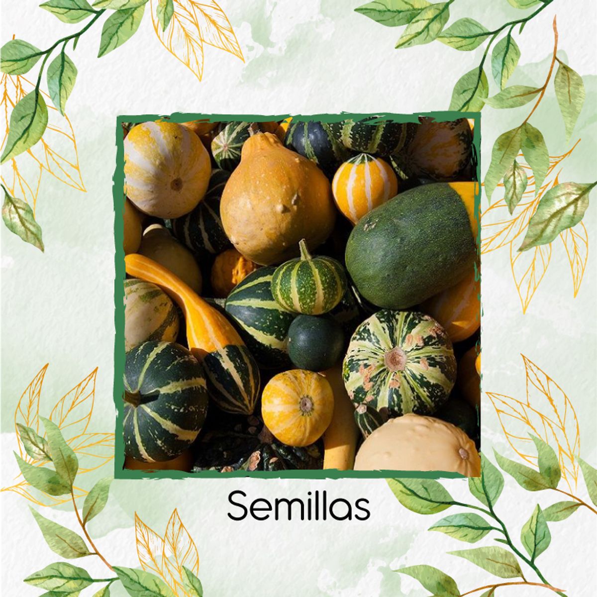GENERICO - 40 Semillas Orgánicas De Calabacitas De Adorno