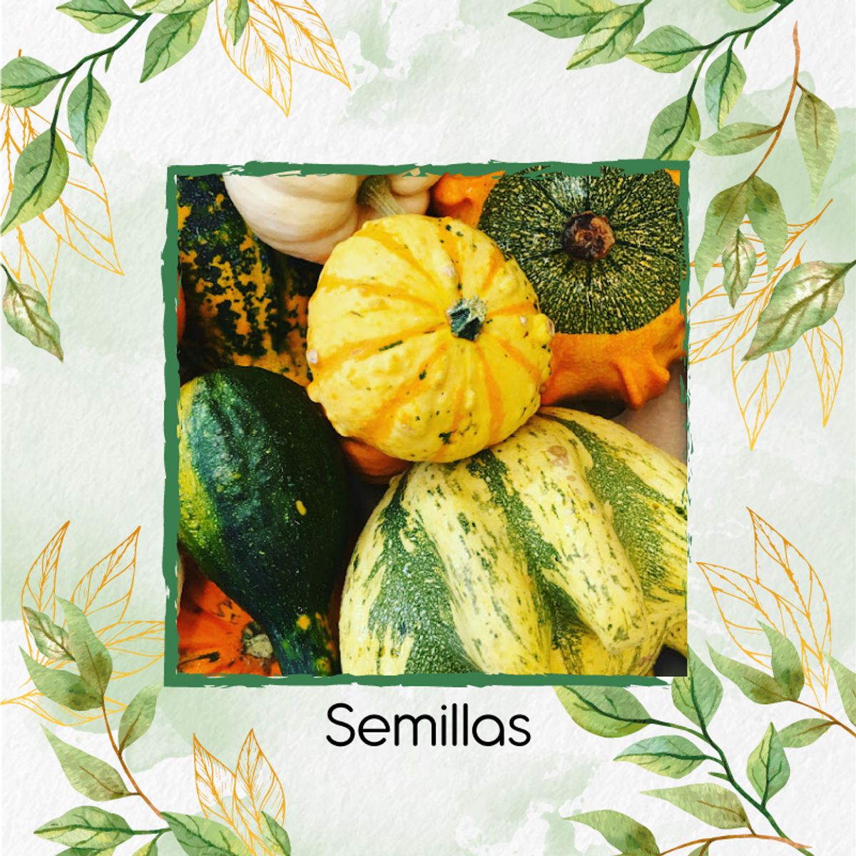 GENERICO - 40 Semillas Orgánicas De Calabacitas De Adorno