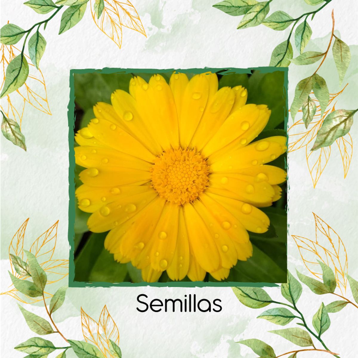 GENERICO - 70 Semillas Orgánicas De Caléndula Amarilla Oro