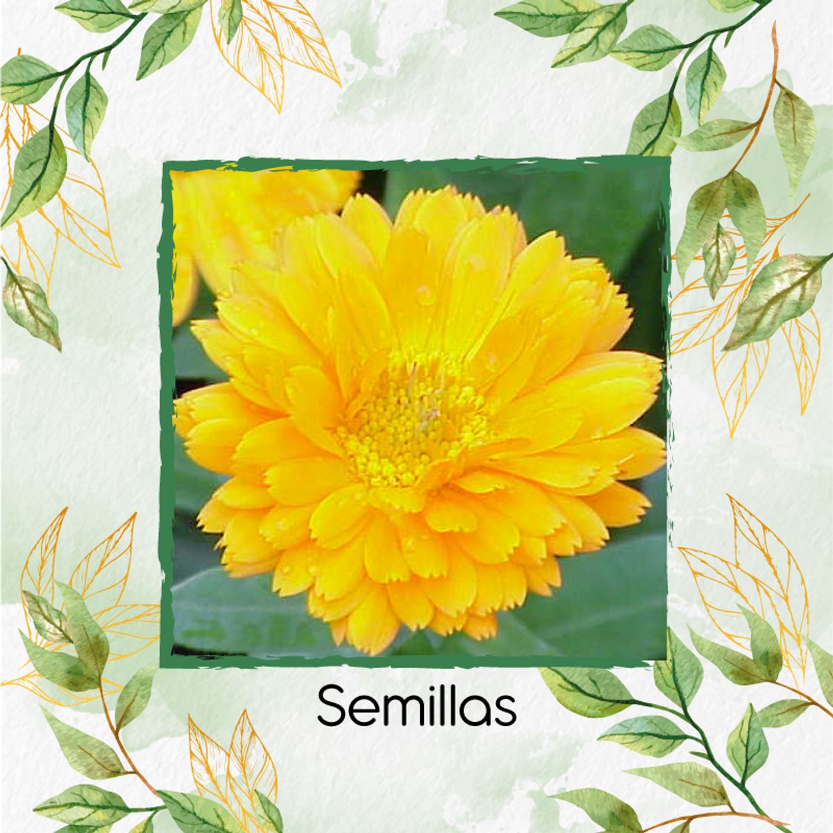 GENERICO - 140 Semillas Orgánicas De Caléndula Amarilla Oro