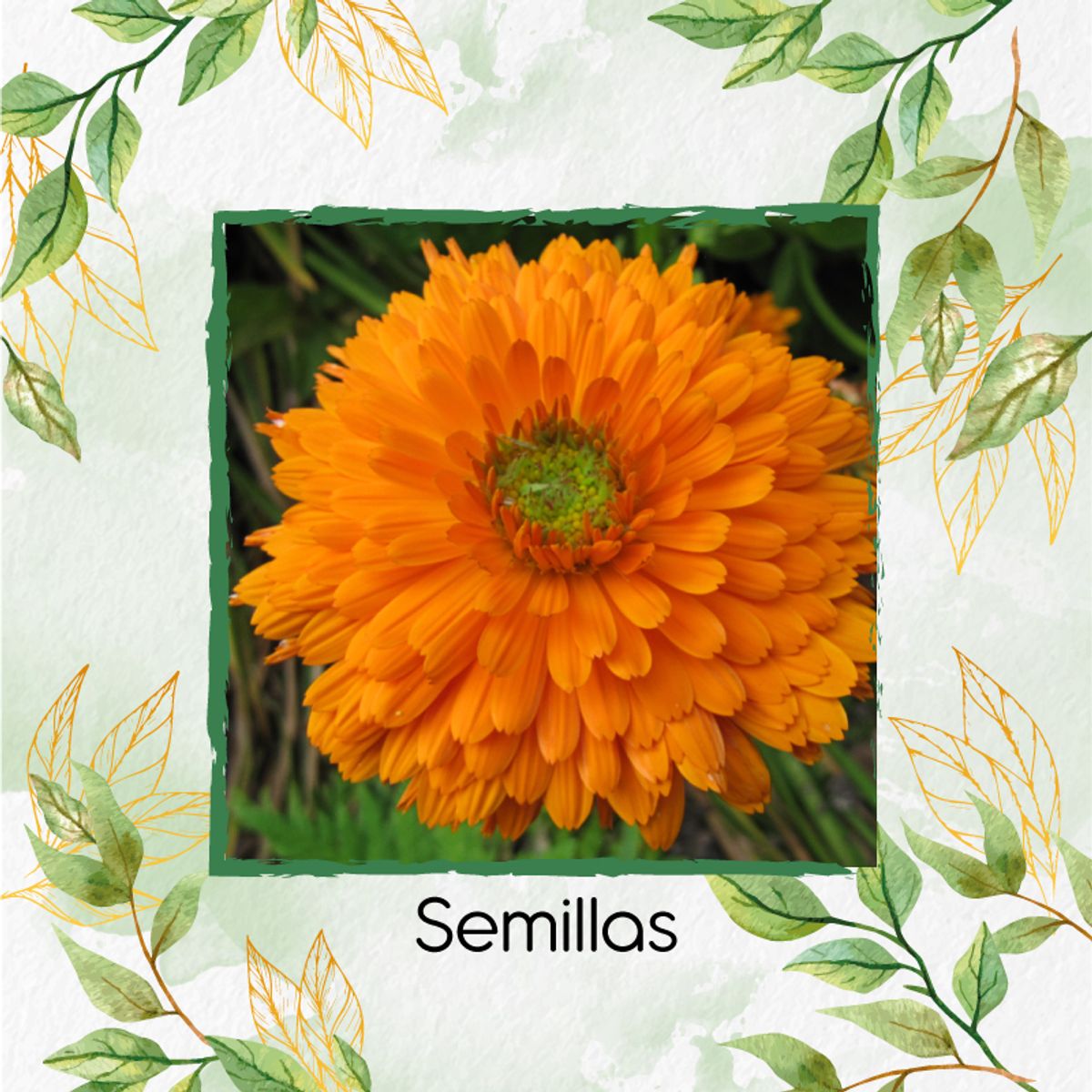 GENERICO - 35 Semillas Orgánicas De Caléndula Naranja