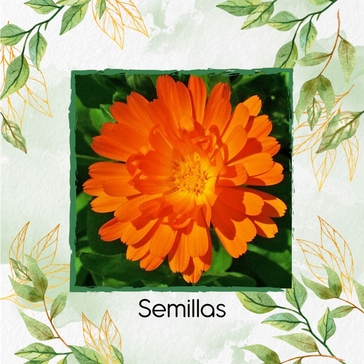 GENERICO - 70 Semillas Orgánicas De Caléndula Naranja