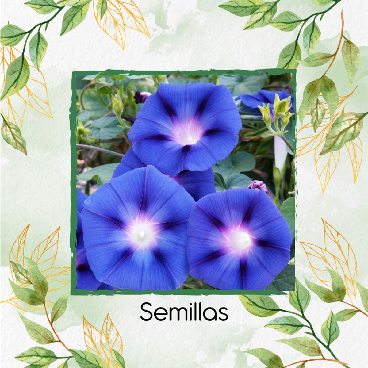 GENERICO - 150 Semillas Campanilla Orgánicas De Azul Cielo