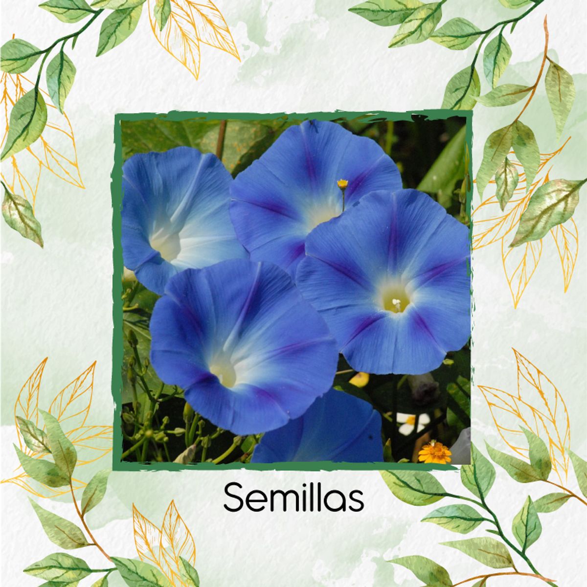 GENERICO - 60 Semillas Campanilla Orgánicas De Azul Cielo