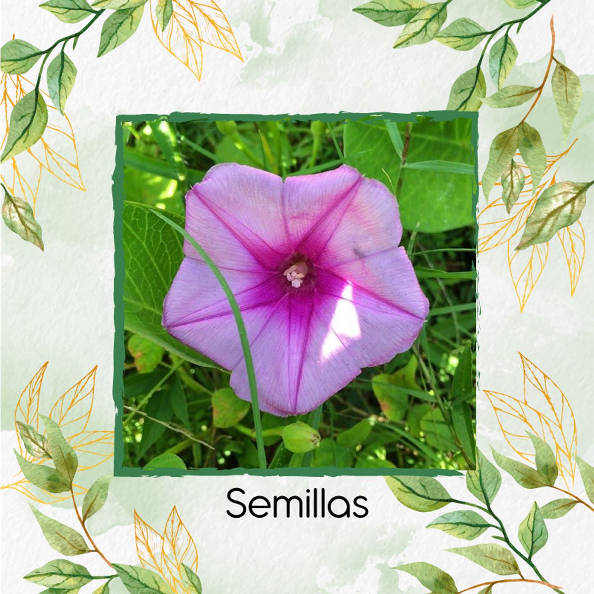 GENERICO - 30 Semillas Orgánicas De Campanilla Mezcla