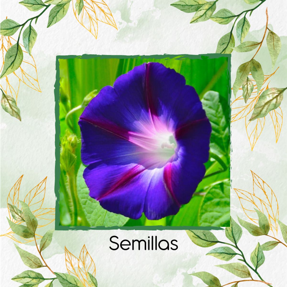 GENERICO - 30 Semillas Orgánicas De Campanilla Mezcla