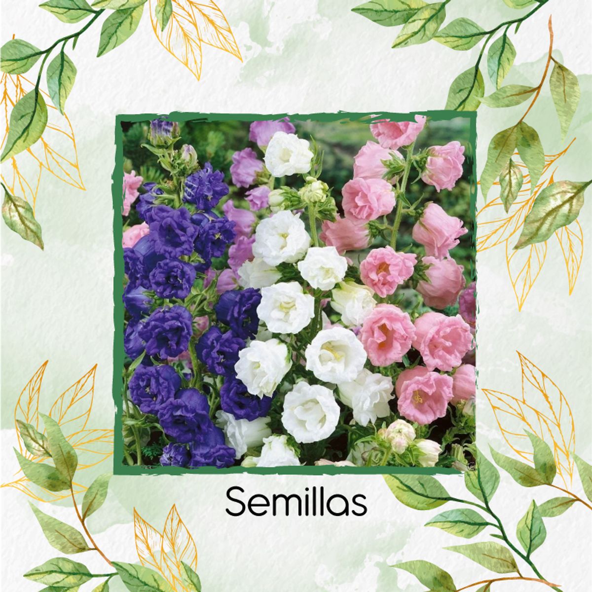 GENERICO - 2.500 Semillas Orgánicas De Flor Campánula