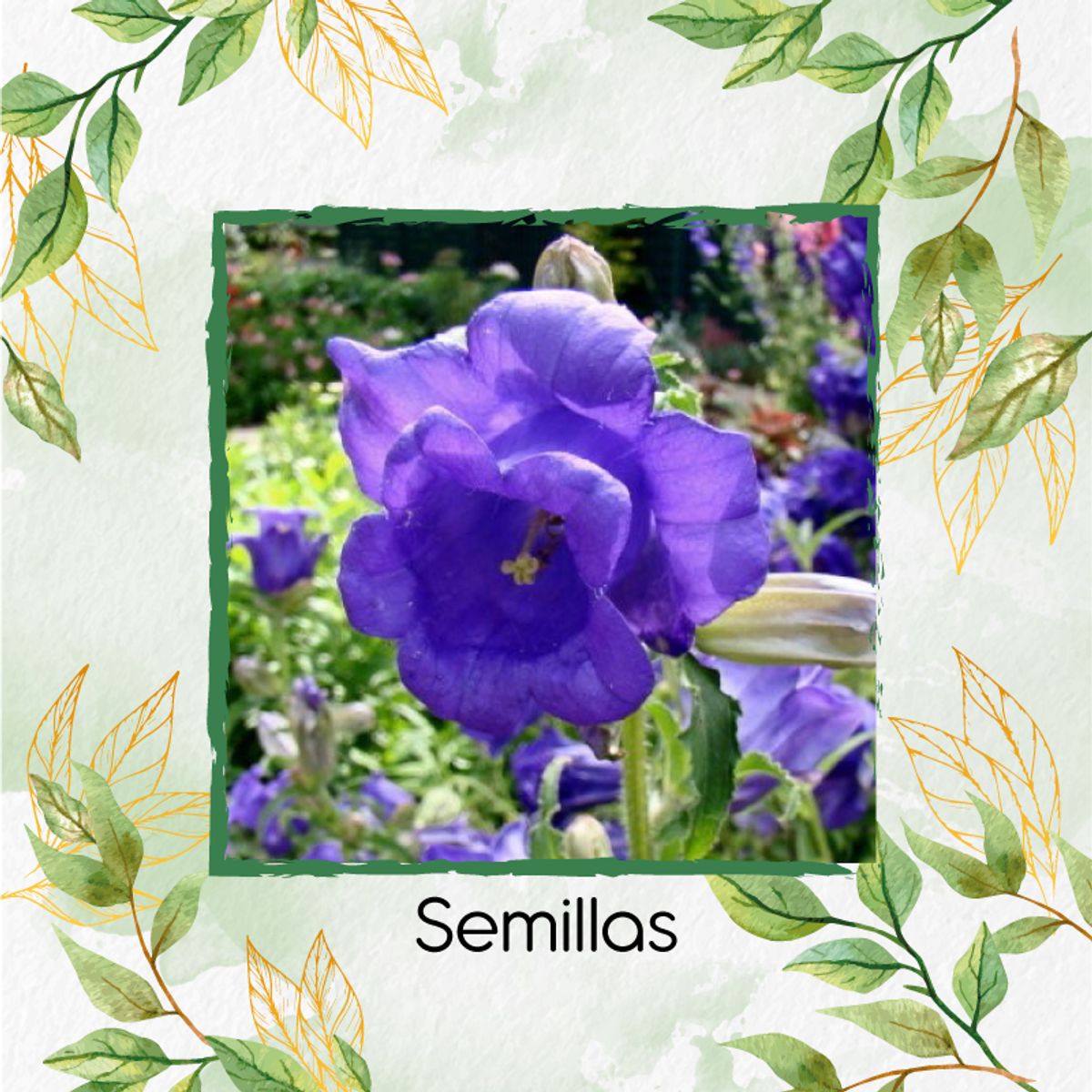 GENERICO - 2.500 Semillas Orgánicas De Flor Campánula