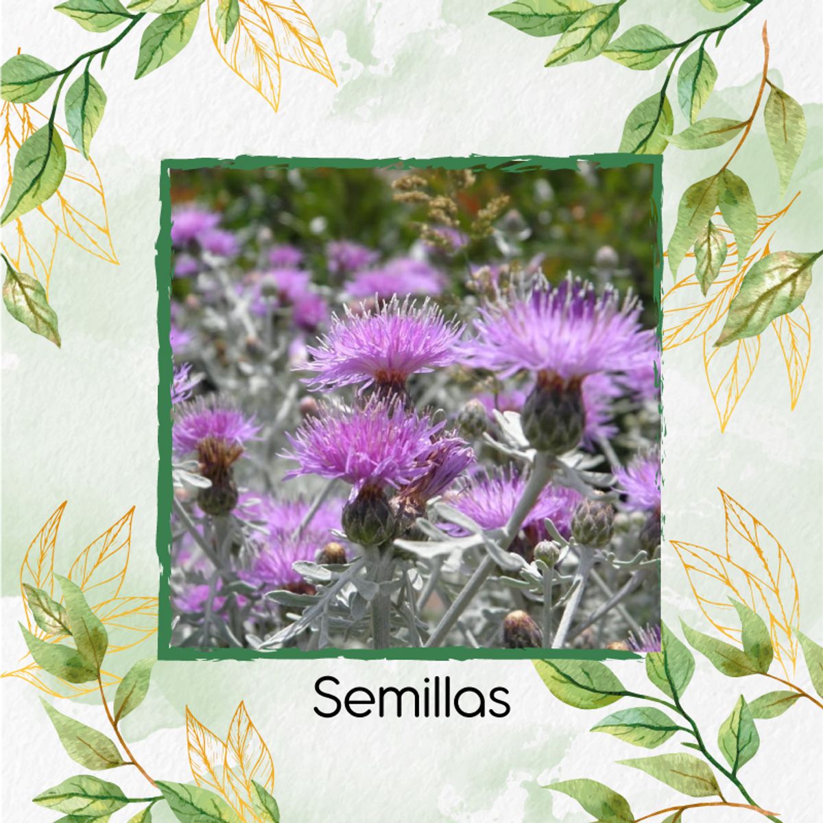 GENERICO - 400 Semillas Orgánicas De Flor Cineraria Marítima
