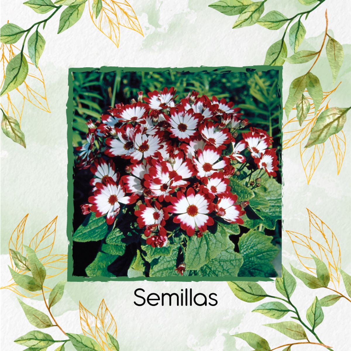 GENERICO - 300 Semillas Orgánicas De Flor Cineraria