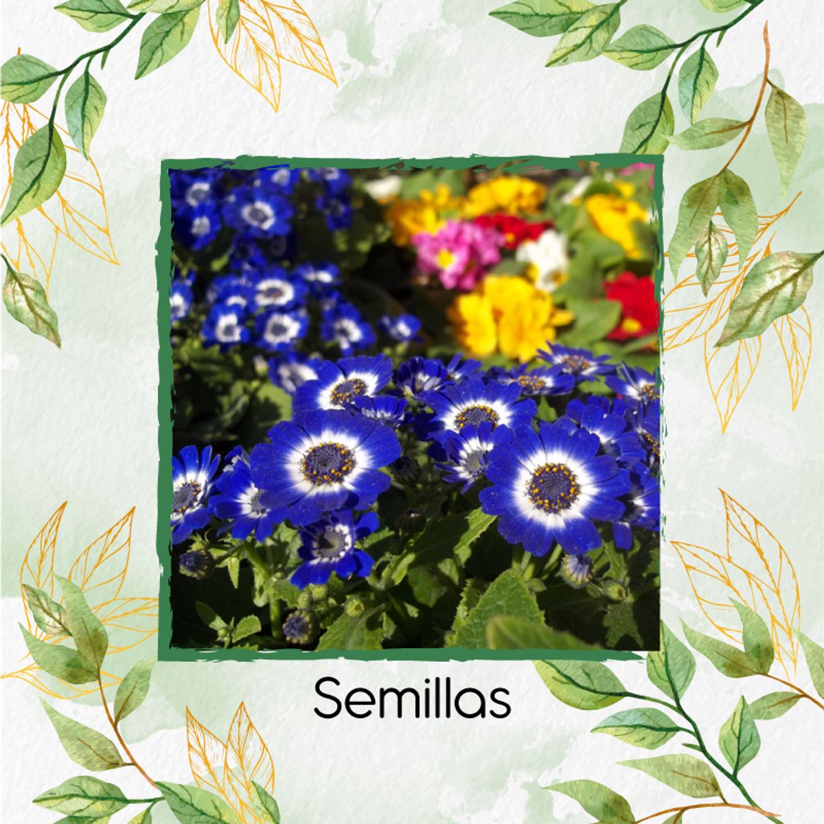GENERICO - 300 Semillas Orgánicas De Flor Cineraria