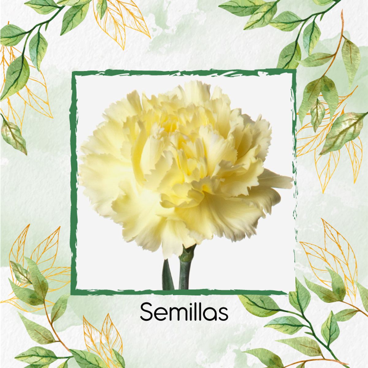 GENERICO - 800 Semillas Orgánicas De Flor Clavel Amarillo