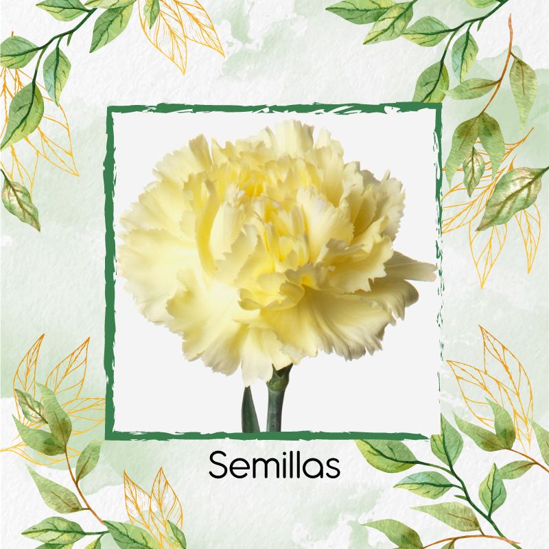 GENERICO - 800 Semillas Orgánicas De Flor Clavel Amarillo