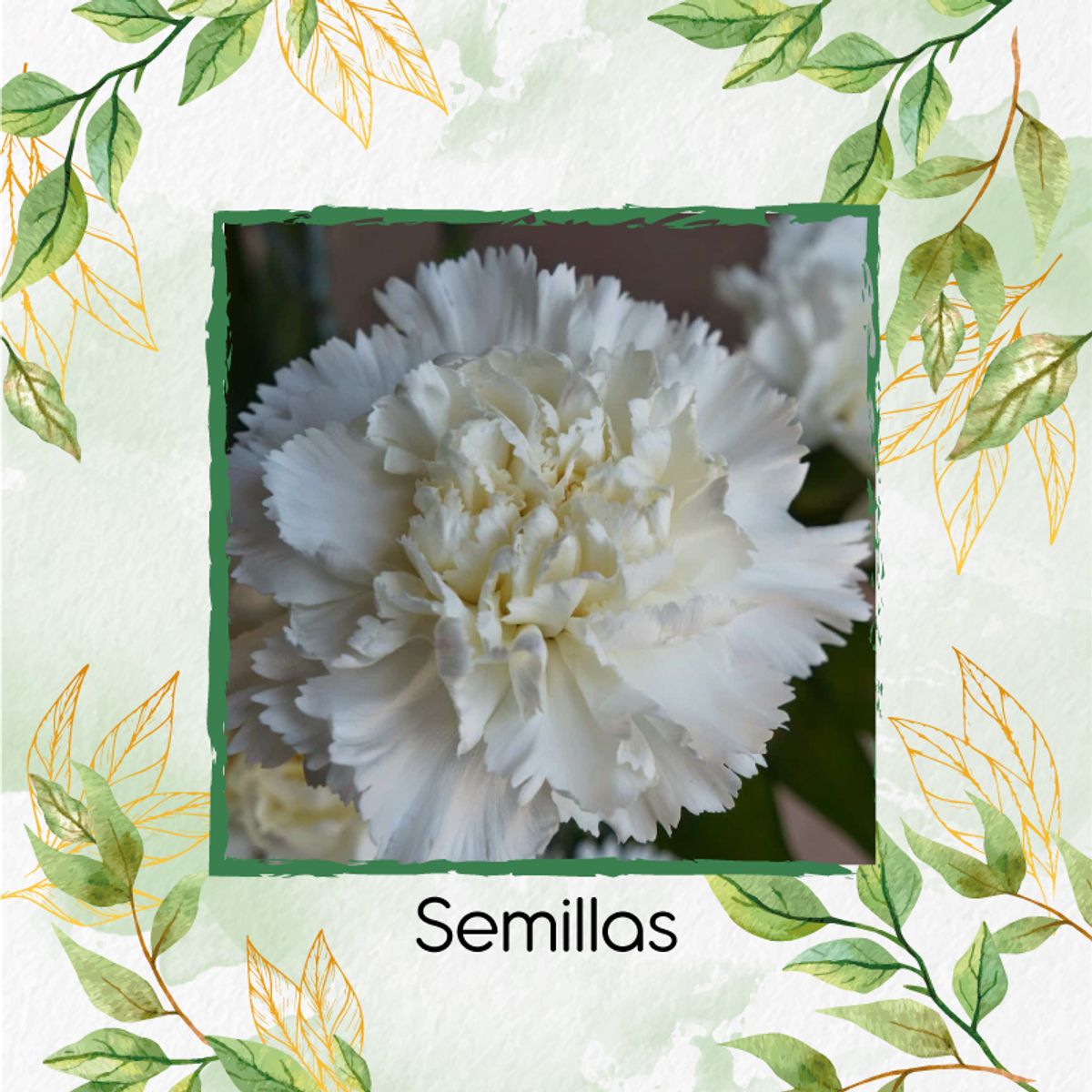 GENERICO - 20 Semillas Orgánicas De Flor Clavel Blanco