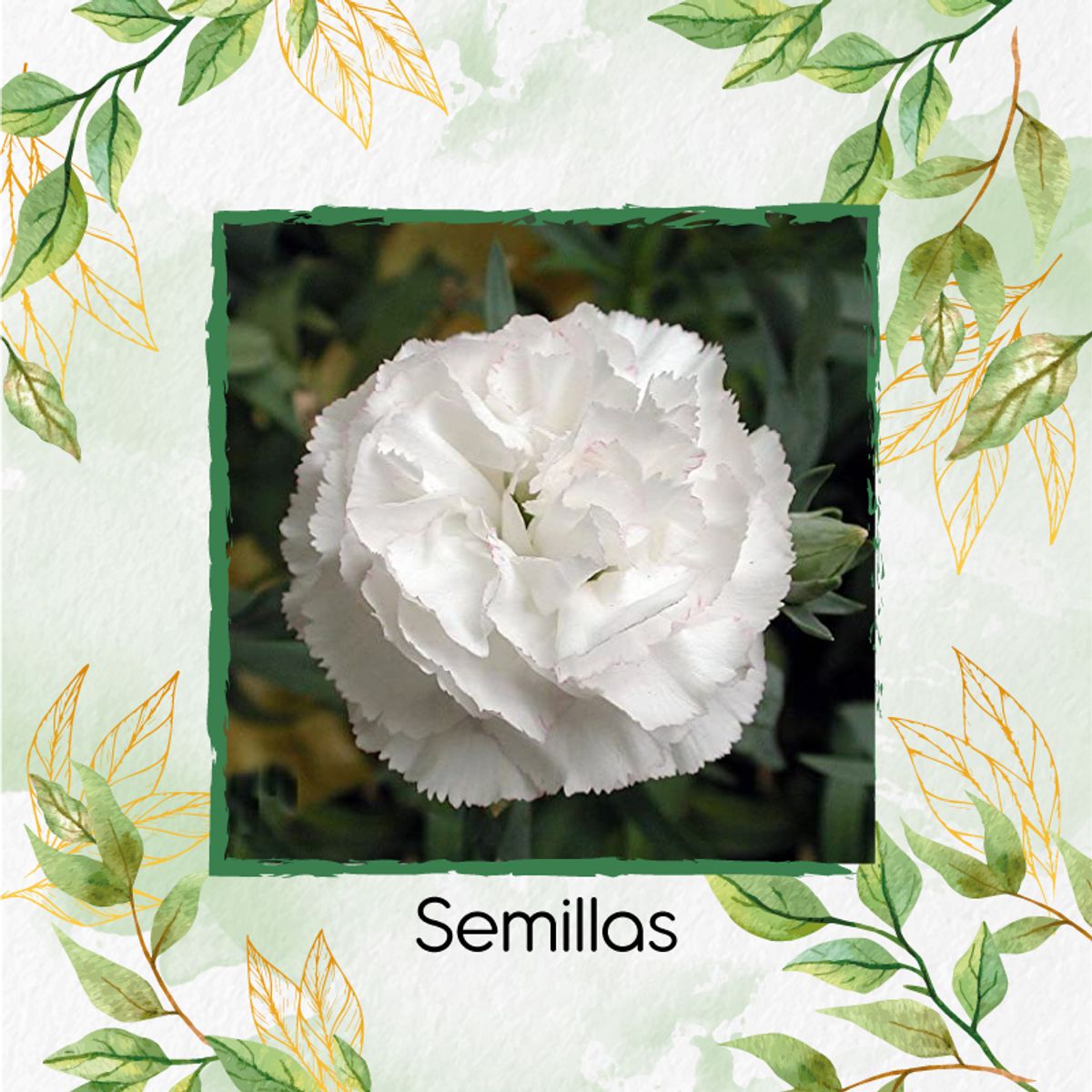 GENERICO - 40 Semillas Orgánicas De Flor Clavel Blanco