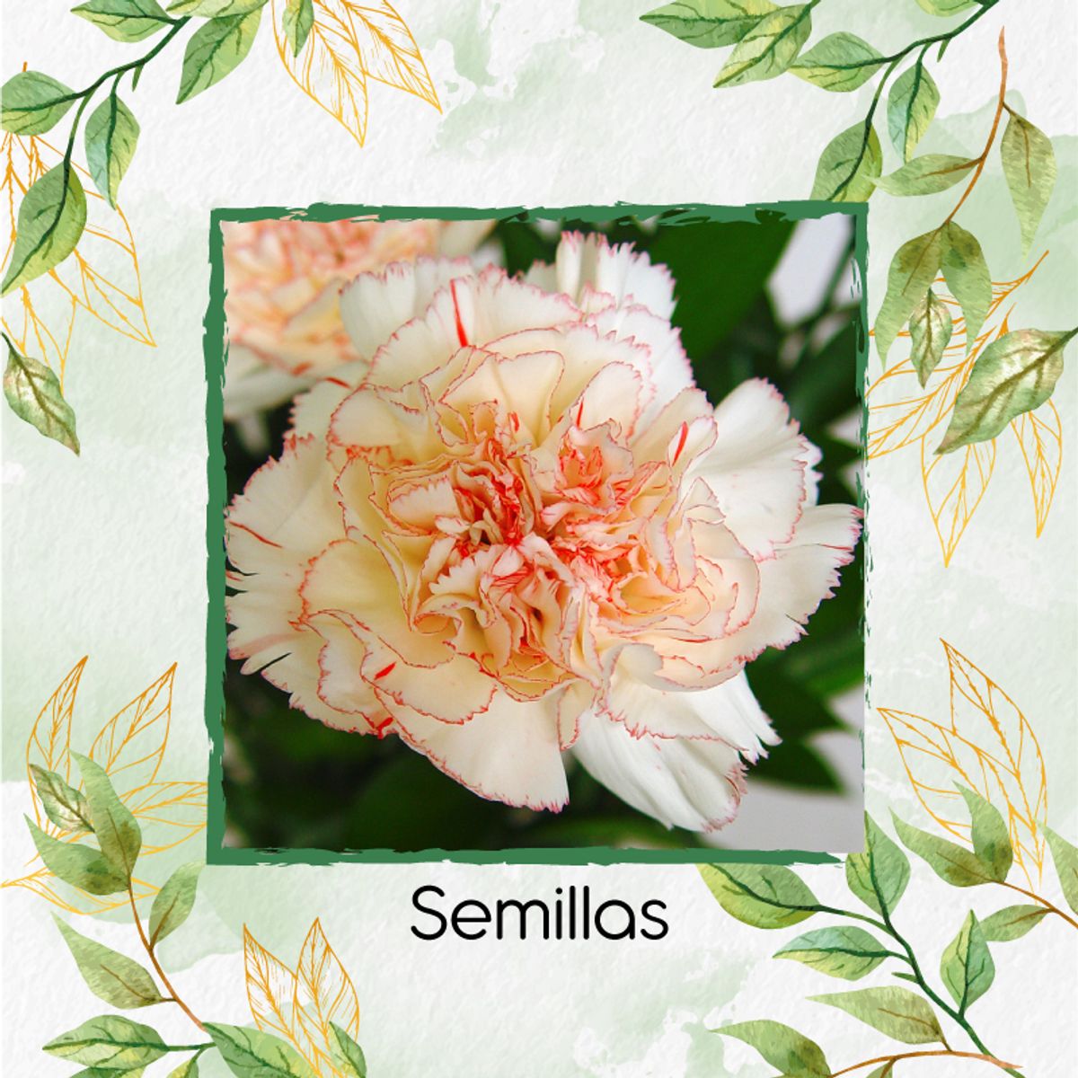 GENERICO - 20 Semillas Orgánicas De Flor Clavel Jaspeado Blanco