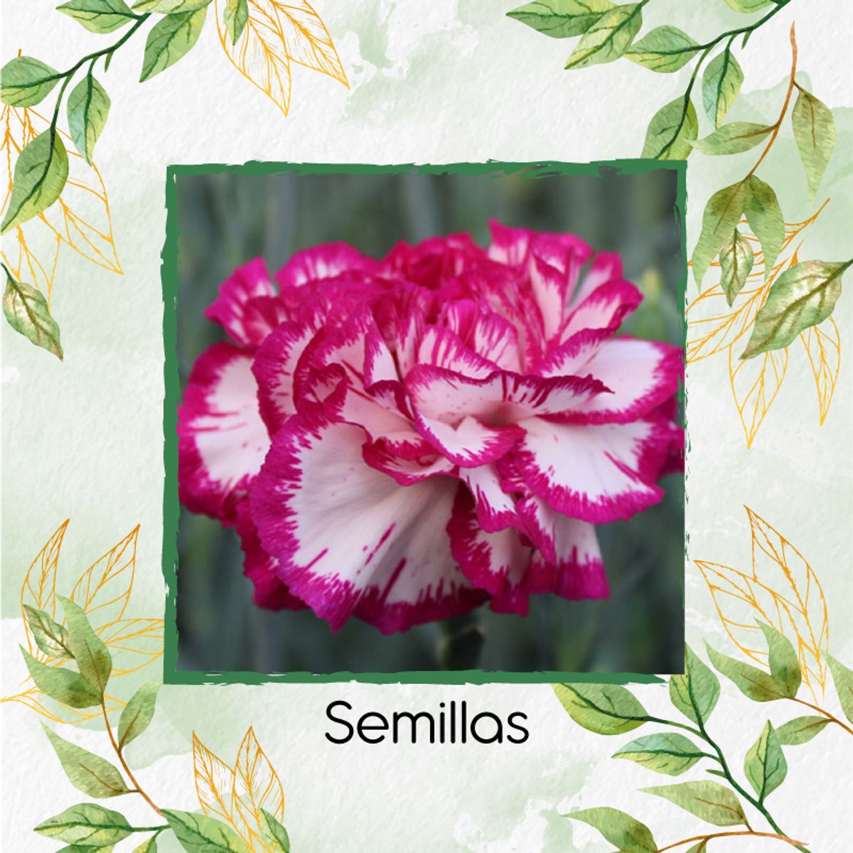 GENERICO - 40 Semillas Orgánicas De Flor Clavel Jaspeado Blanco