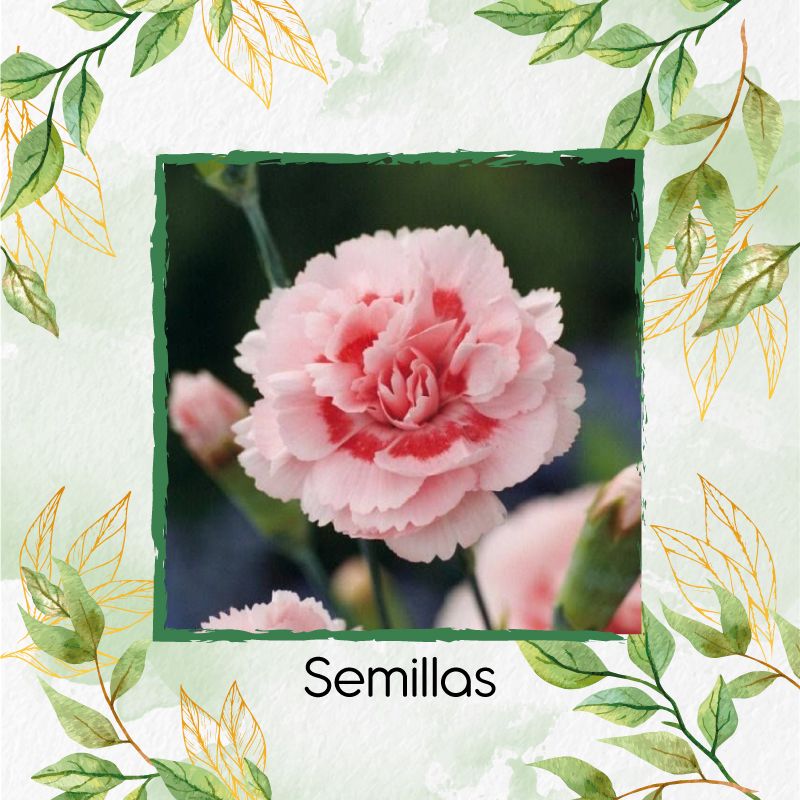 GENERICO - 1.000 Semillas Orgánicas De Flor Clavel Mezcla