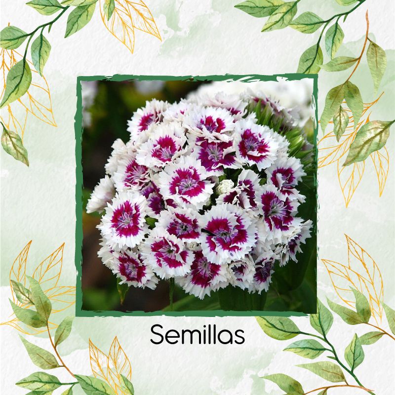 GENERICO - 1.500 Semillas Orgánicas De Flor Clavel Del Poeta