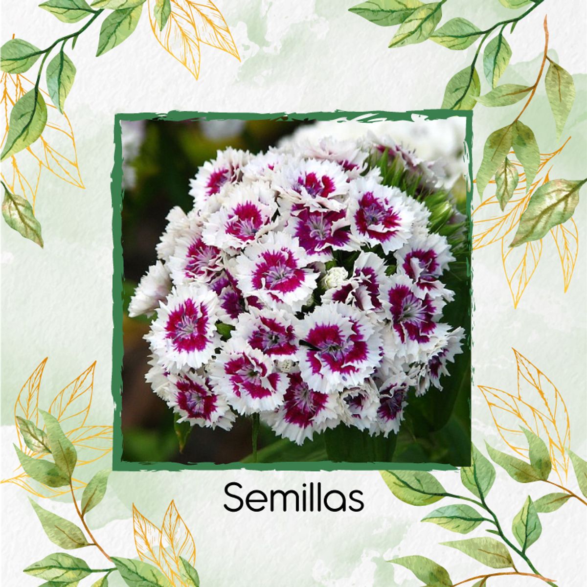 GENERICO - 6.000 Semillas Orgánicas De Flor Clavel Del Poeta