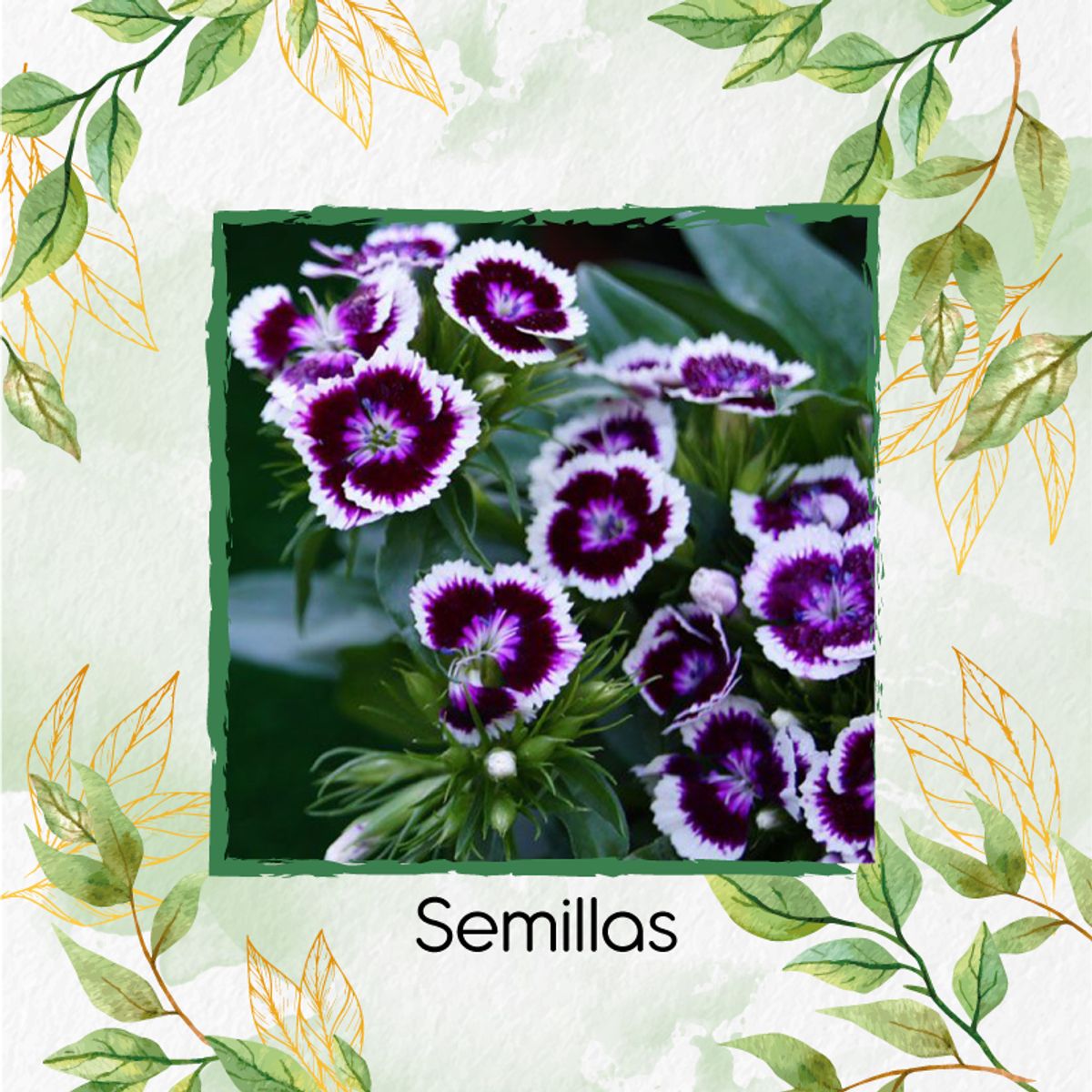 GENERICO - 6.000 Semillas Orgánicas De Flor Clavel Del Poeta