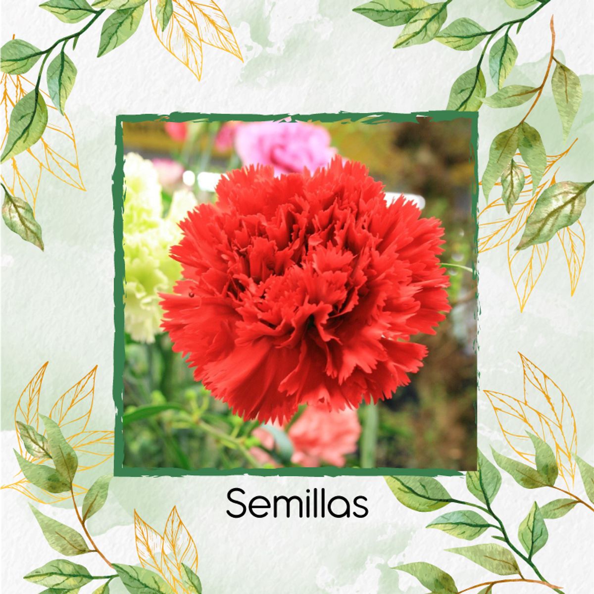 GENERICO - 38 Semillas Orgánicas De Flor Clavel Rojo