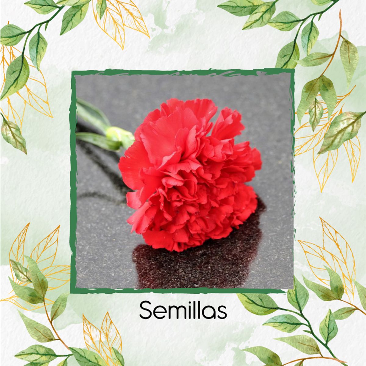 GENERICO - 38 Semillas Orgánicas De Flor Clavel Rojo