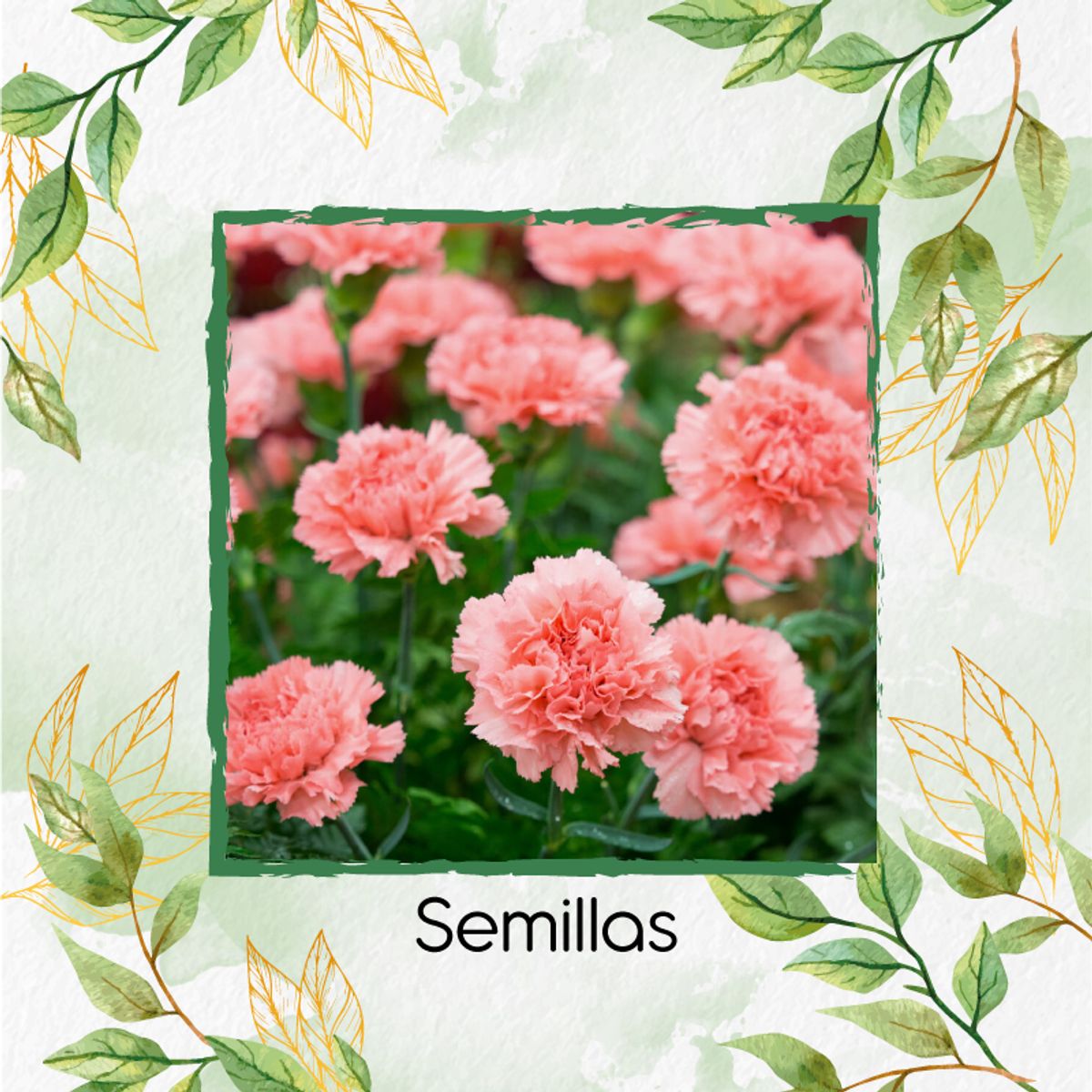 GENERICO - 50 Semillas Orgánicas De Flor Clavel Mezcla