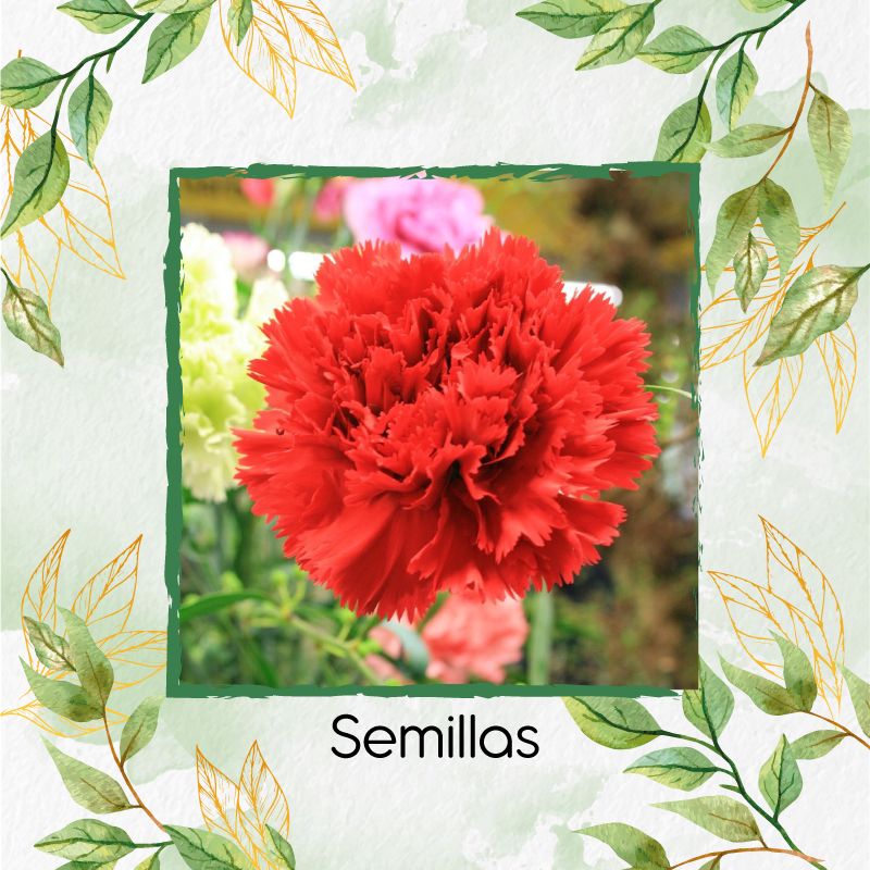 GENERICO - 1.500 Semillas Orgánicas De Flor Clavel Rojo