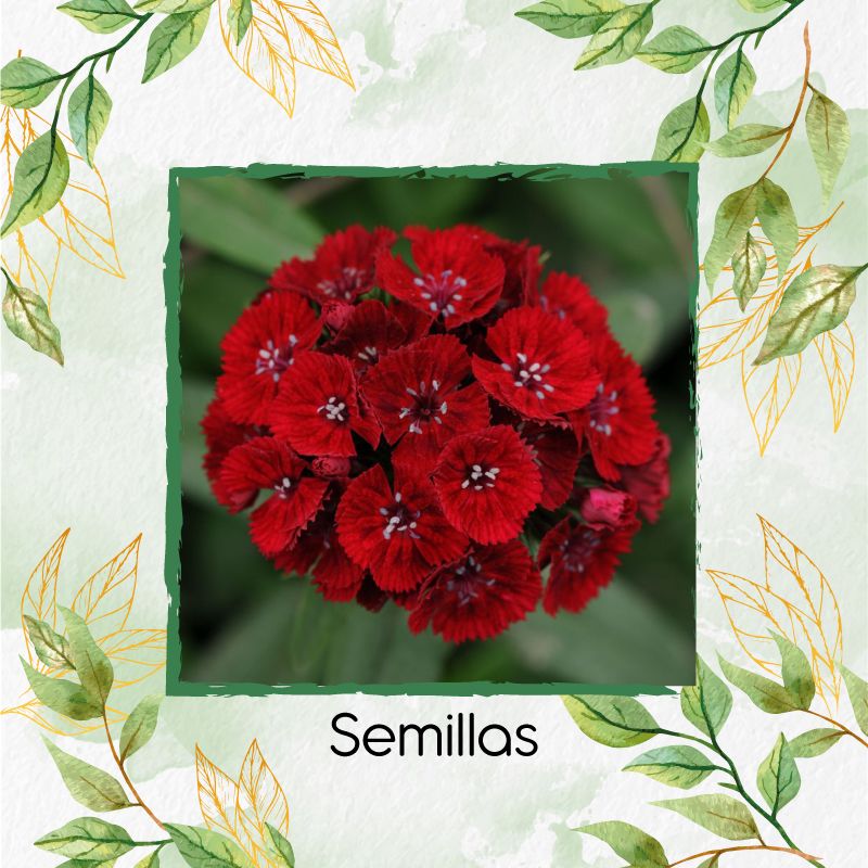 GENERICO - 5.000 Semillas Orgánicas De Flor Clavel