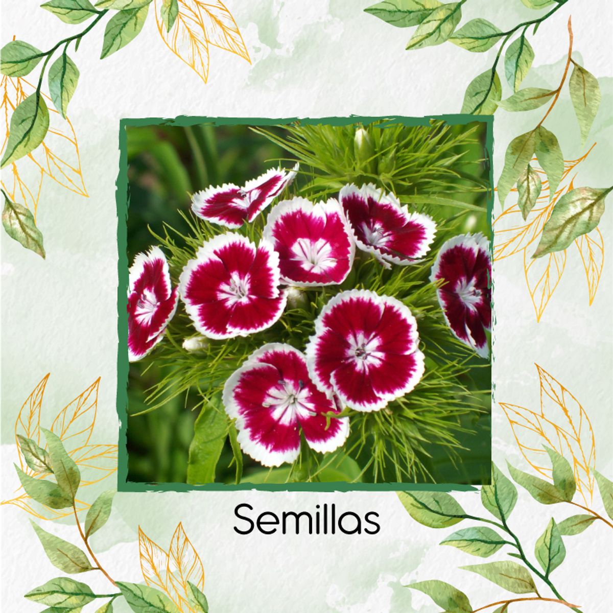 GENERICO - 10.000 Semillas Orgánicas De Flor Clavel