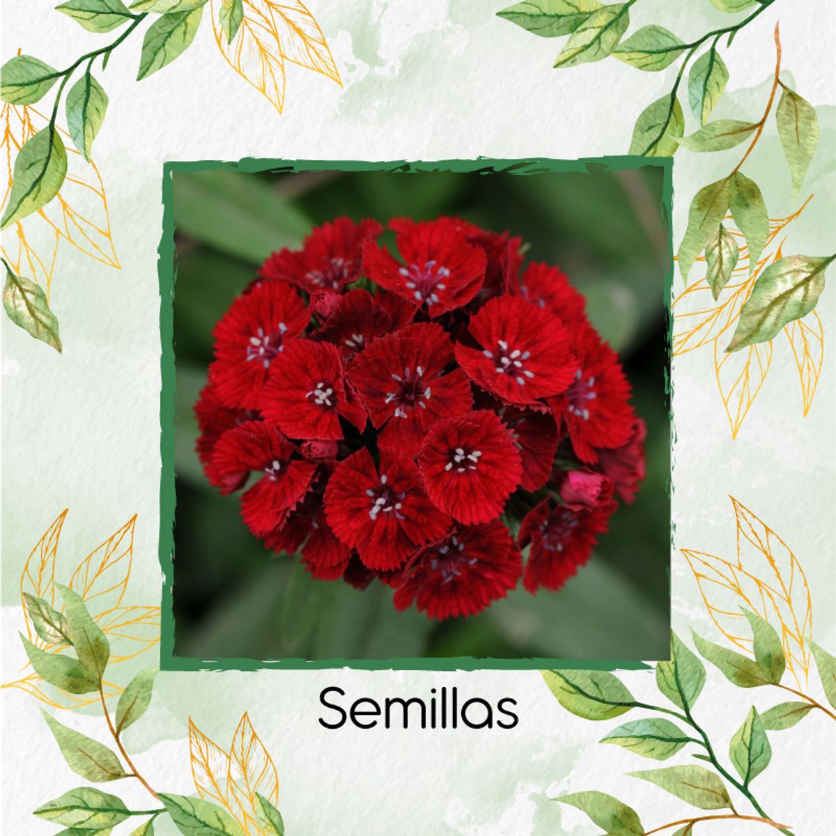 GENERICO - 2.500 Semillas Orgánicas De Flor Clavel