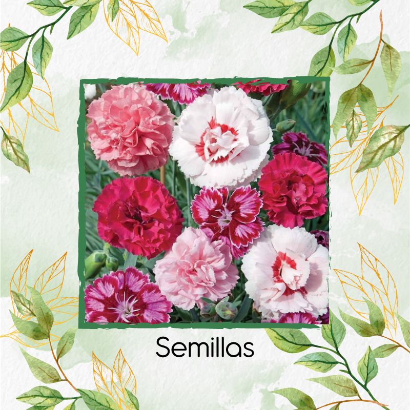 GENERICO - 2.000 Semillas Orgánicas De Flor Clavel Granadina- Grenadin