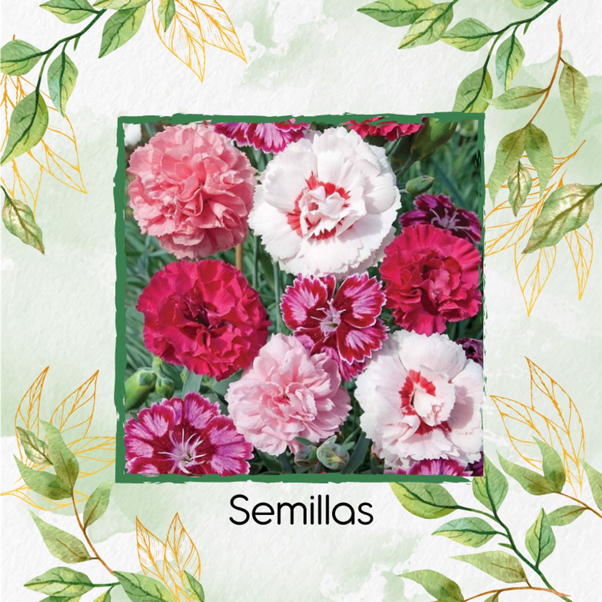 GENERICO - 4.000 Semillas Orgánicas De Flor Clavel Granadina- Grenadin