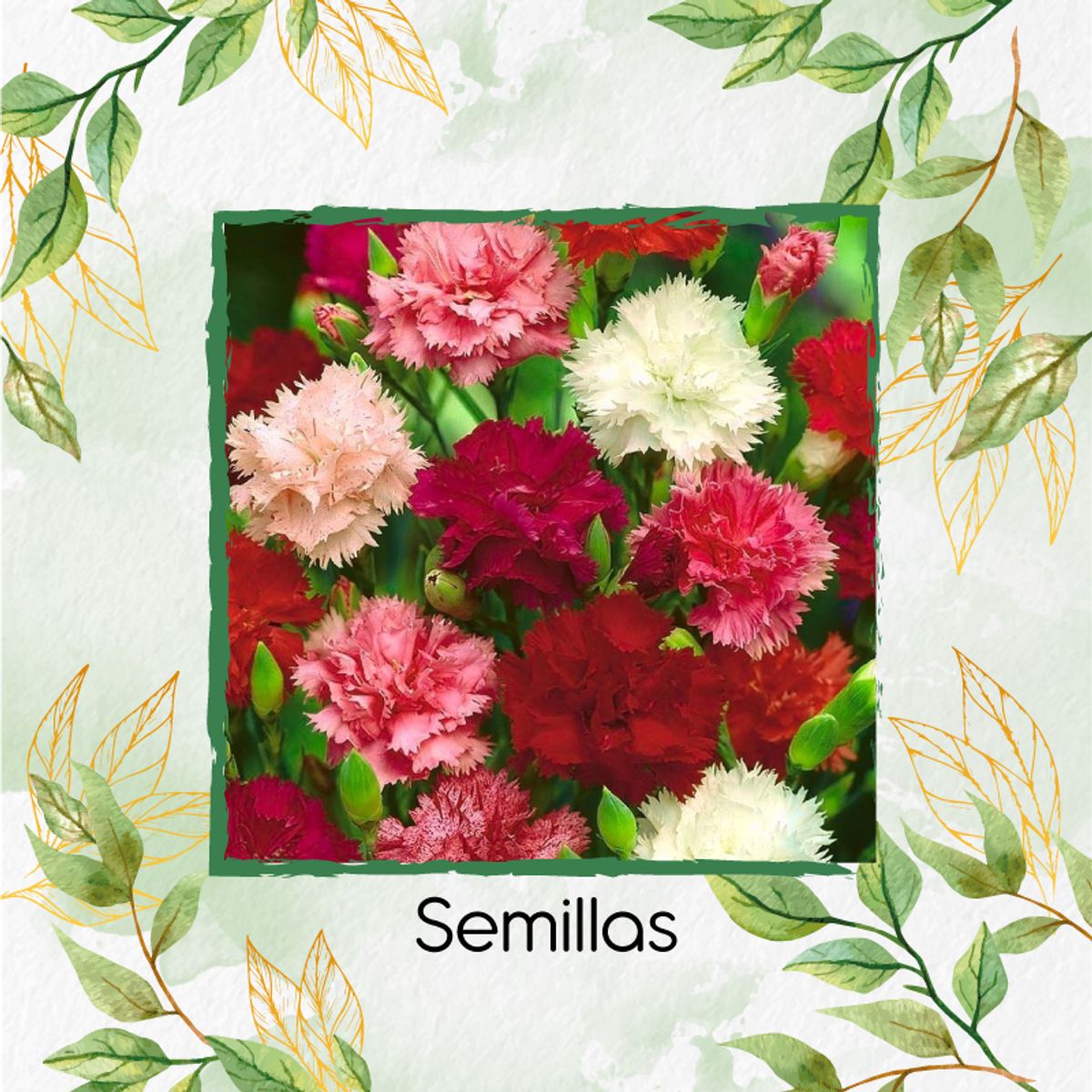 GENERICO - 20 Semillas Orgánicas De Flor Clavel Chabaud