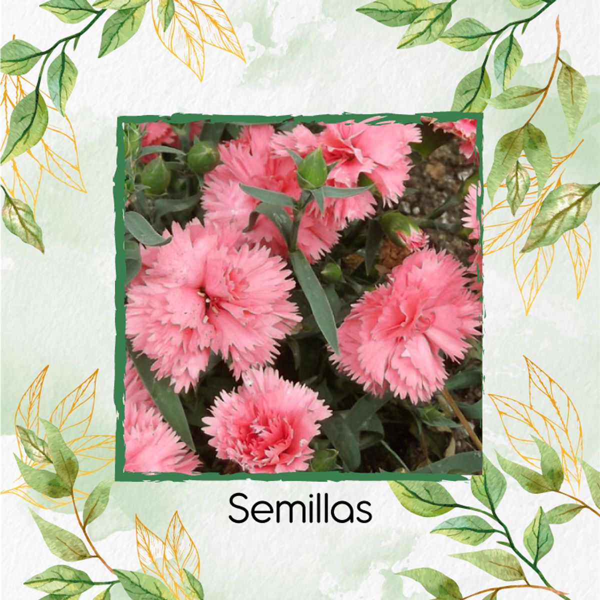 GENERICO - 20 Semillas Orgánicas De Flor Clavel Chabaud