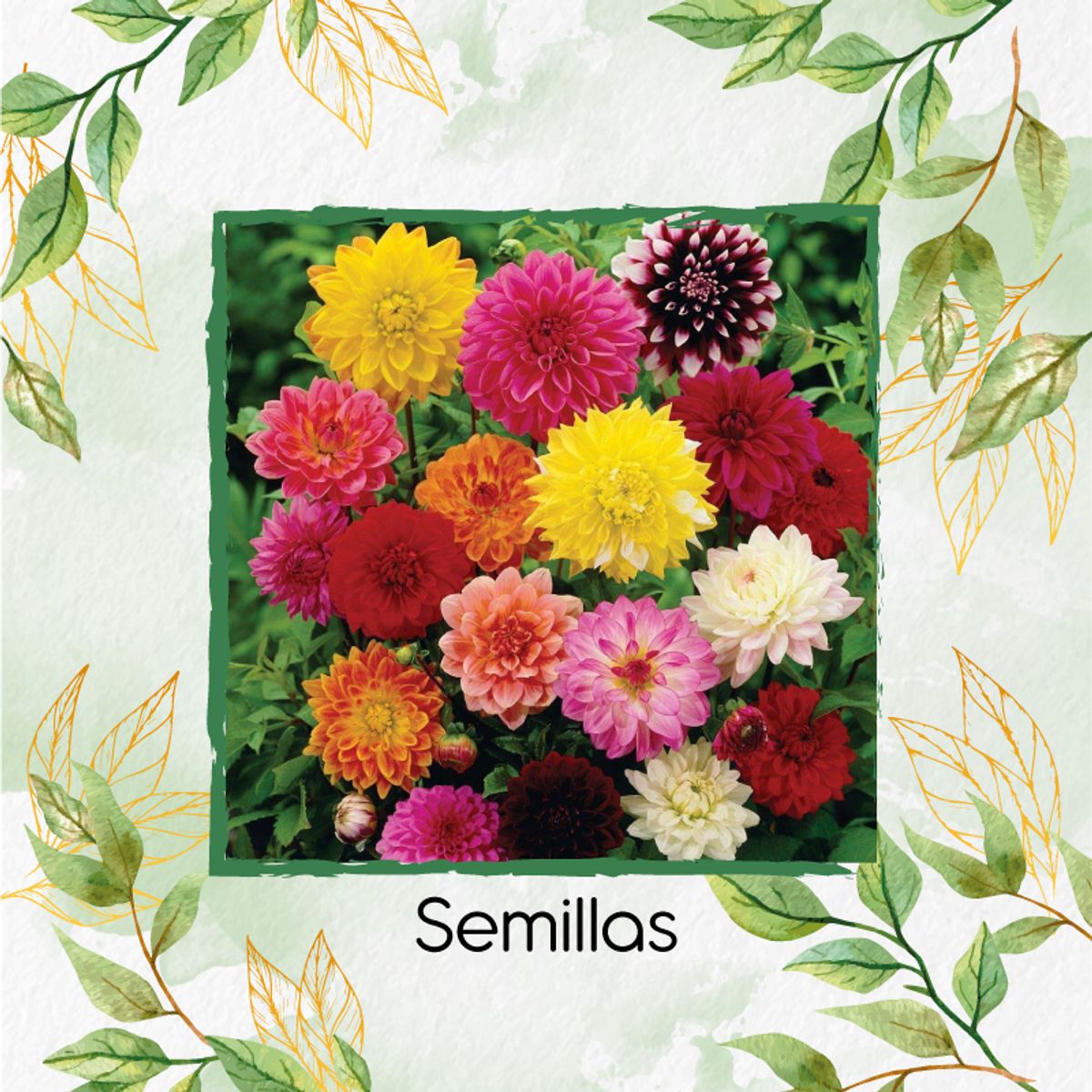 GENERICO - 30 Semillas Orgánicas De Flor Dalia Decorativa