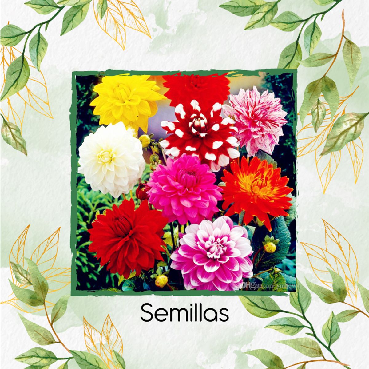 GENERICO - 600 Semillas Orgánicas De Flor Dalia Decorativa