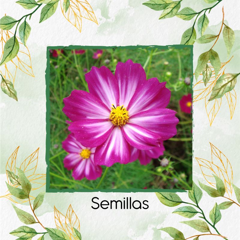 GENERICO - 150 Semillas Orgánicas De Flor Cosmos