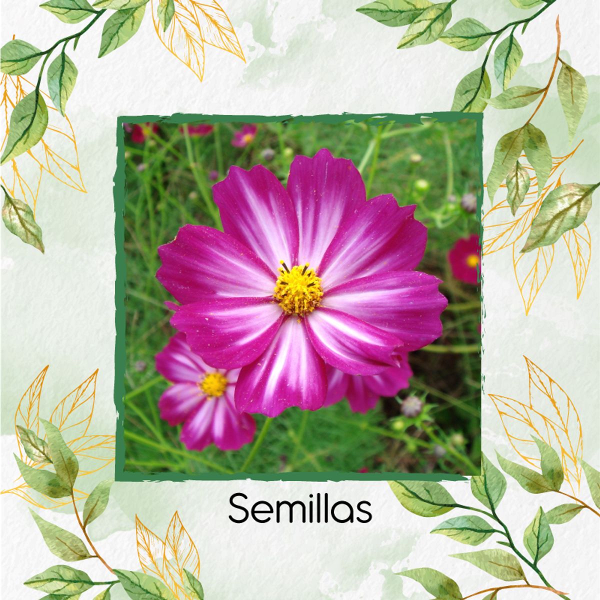 GENERICO - 75 Semillas Orgánicas De Flor Cosmos