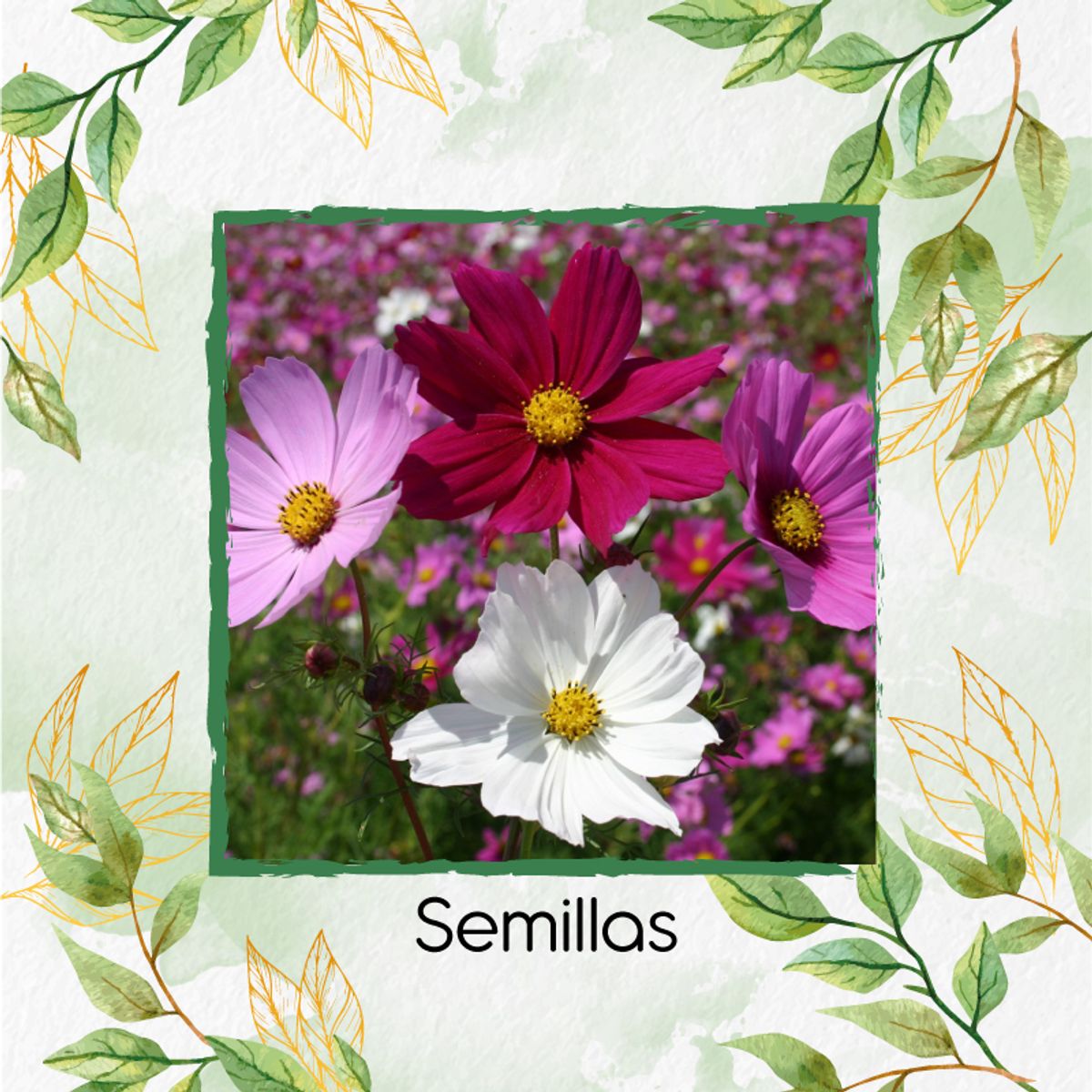 GENERICO - 75 Semillas Orgánicas De Flor Cosmos
