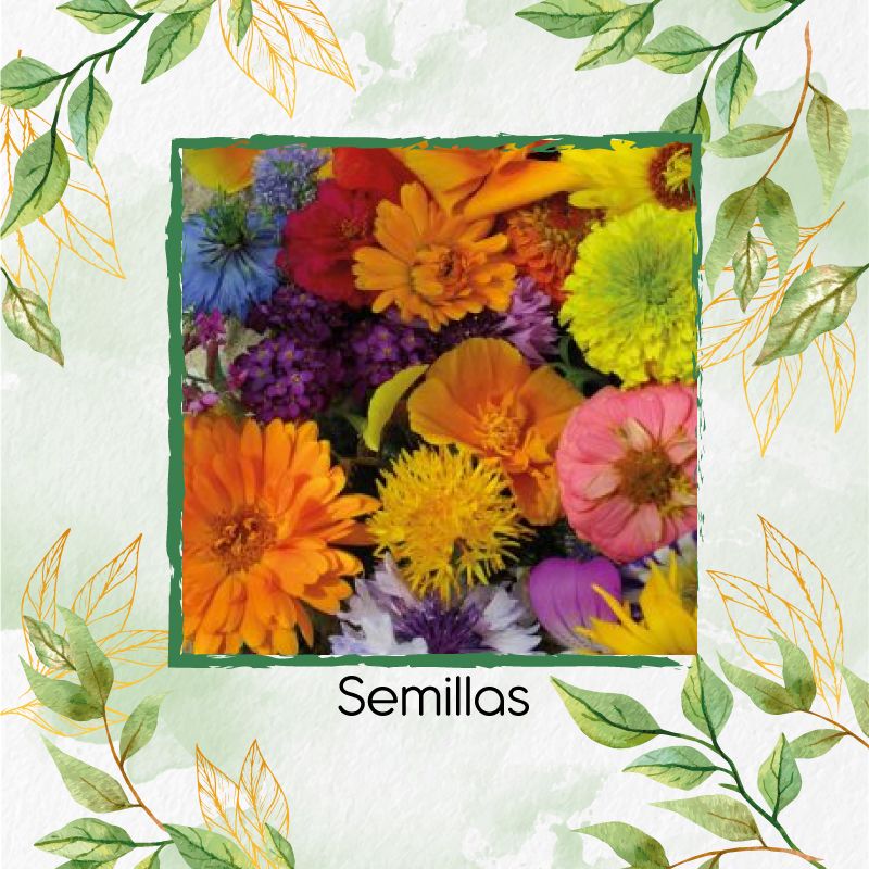 GENERICO - 100 Semillas Orgánicas De Flores Silvestres