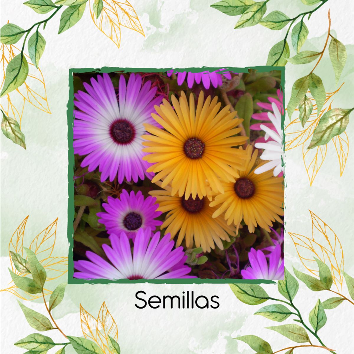 GENERICO - 2.000 Semillas Orgánicas De Flor Del Medio Día