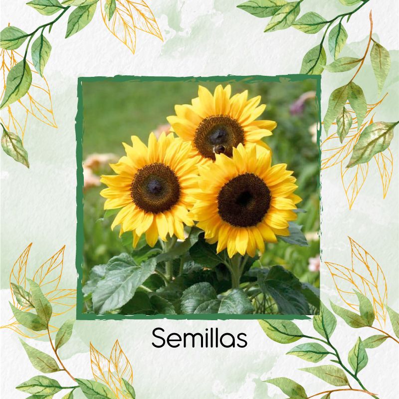 GENERICO - 250 Semillas Orgánicas De Flor Girasol