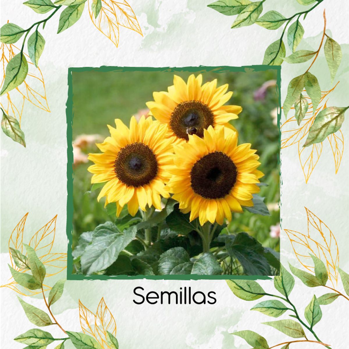 GENERICO - 1.000 Semillas Orgánicas De Flor Girasol