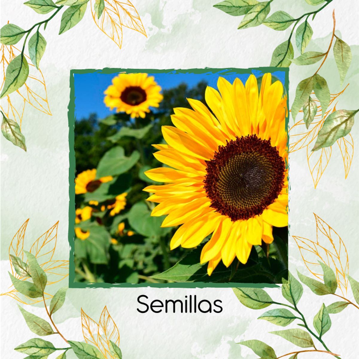 GENERICO - 1.000 Semillas Orgánicas De Flor Girasol